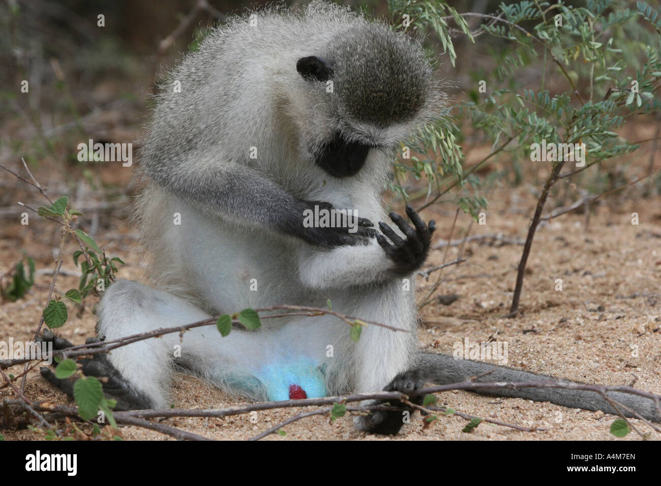 Mono Azul relajante con genitales vervet Fotografía de stock - Alamy