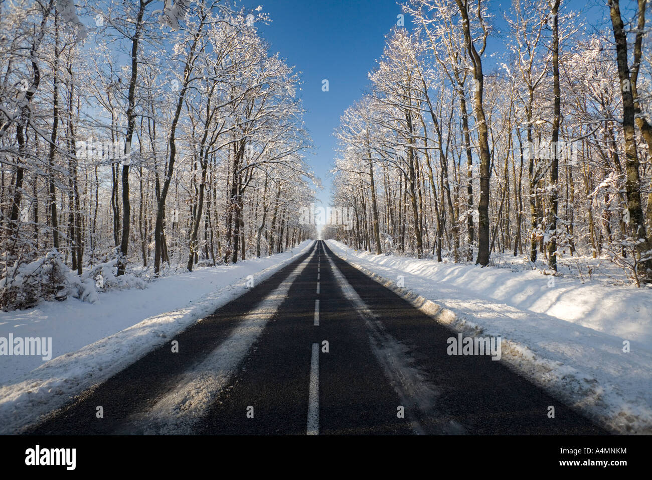Una carretera atravesando un bosque de roble nevado (Francia). Ruta une forêt de chênes traversant (Quercus sp) recouverte de neige. Foto de stock