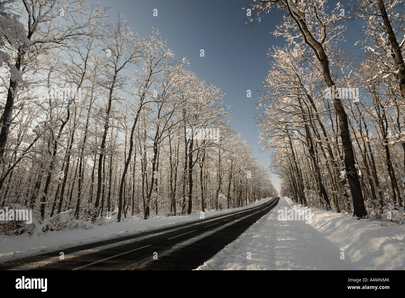 Una carretera atravesando un bosque de roble nevado (Francia). Ruta une forêt de chênes traversant (Quercus sp) recouverte de neige. Foto de stock