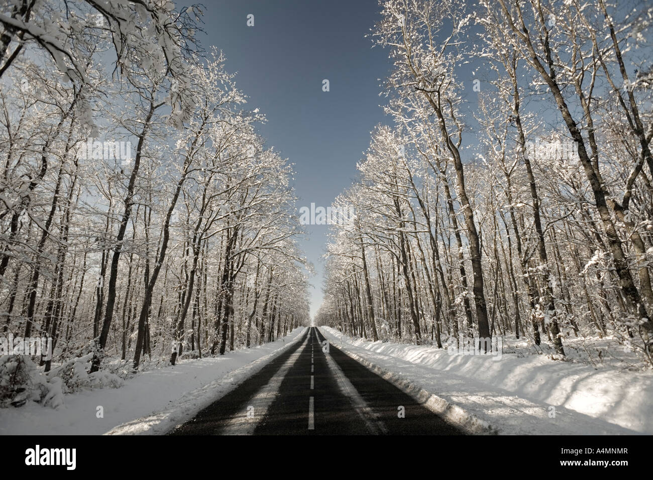 Una carretera atravesando un bosque de roble nevado (Francia). Ruta une forêt de chênes traversant (Quercus sp) recouverte de neige. Foto de stock