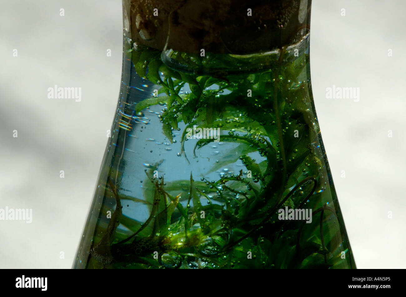 Planta De Elodea En Tubo De Ensayo