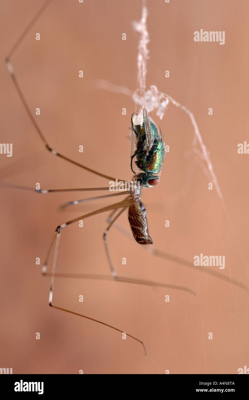 Un daddy longlegs araña (Pholcus phalangioides) comiendo una mosca atrapada en su web. Foto de stock