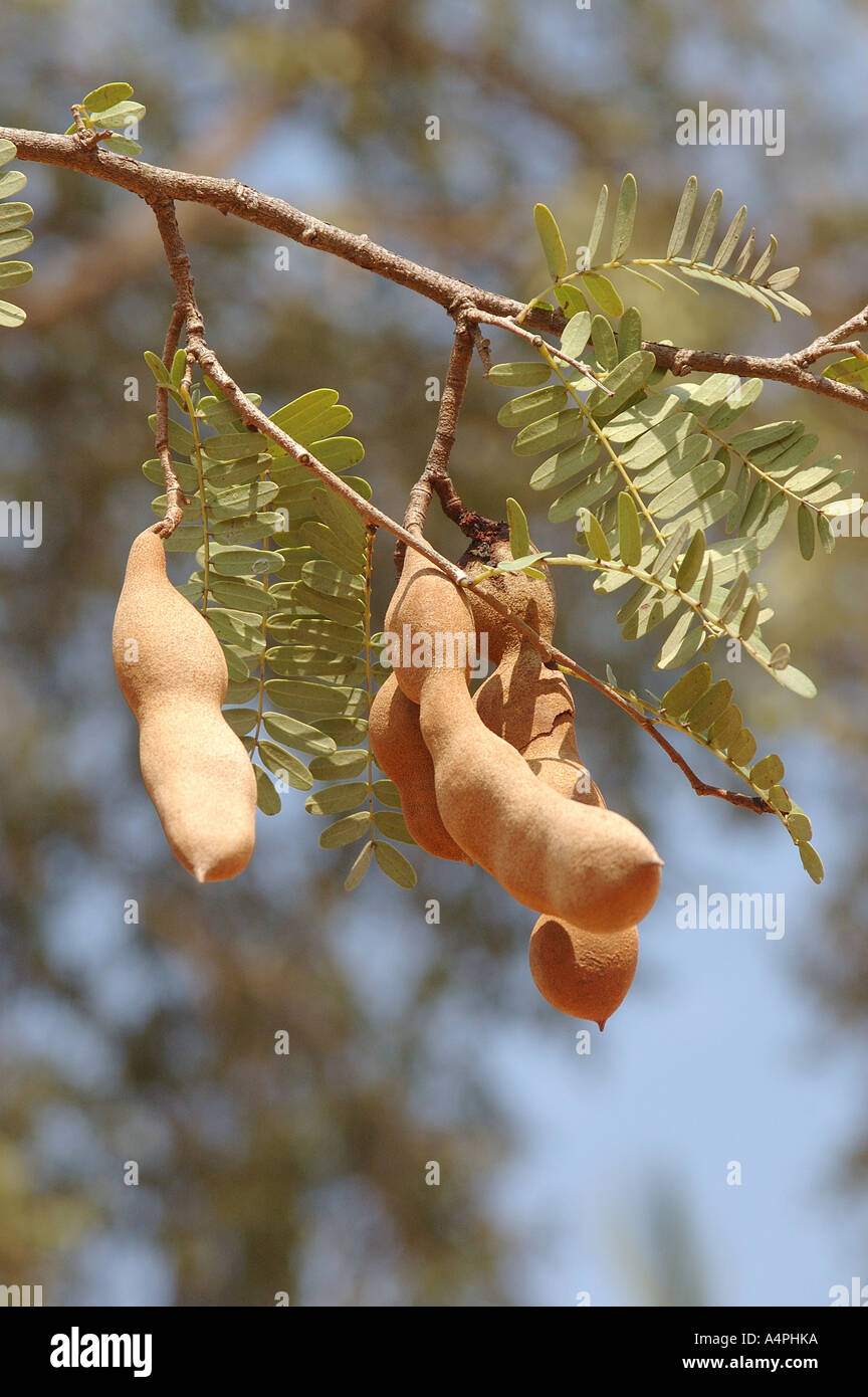 Nombre Ingles Arbol Tamarindo Nombre Botanico Del Tamarindus Indica L Nombre De Familia Caesalpinaceae Imli Amli Khatta Mitha Sweet Sour Fotografia De Stock Alamy