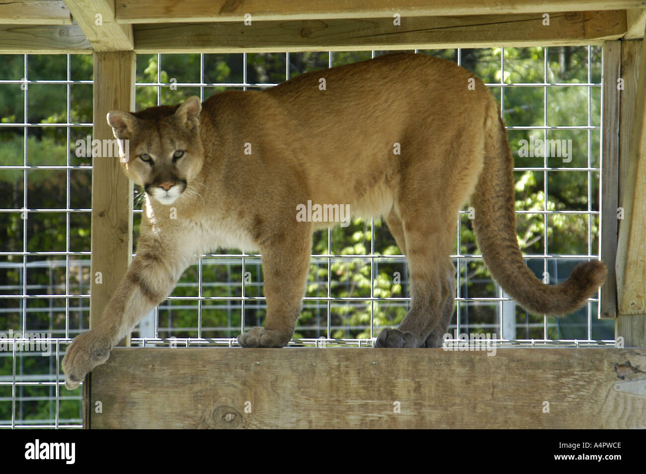 Puma sudamericano fotografías e imágenes de alta resolución - Alamy