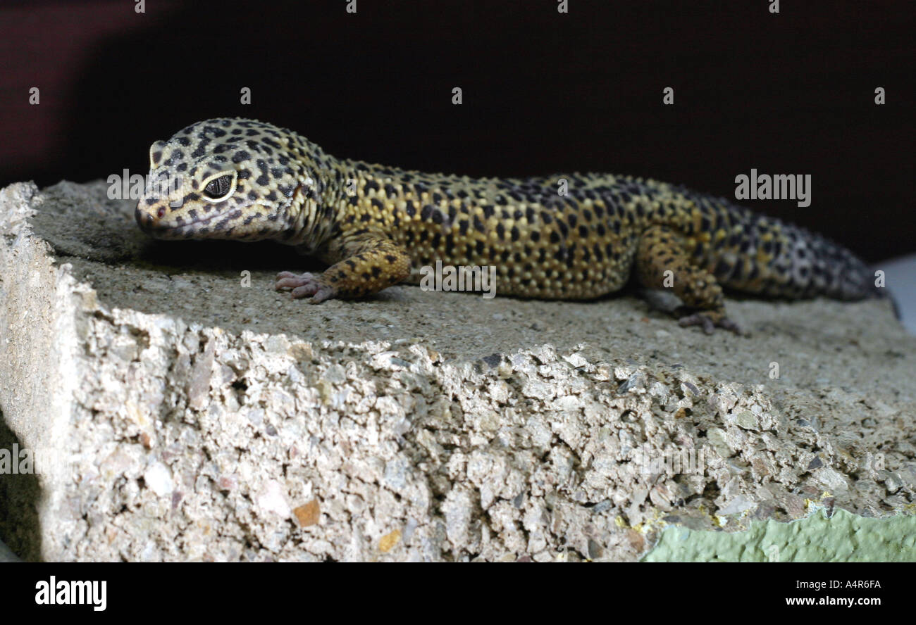 Lagarto Gecko sobre una roca Foto de stock