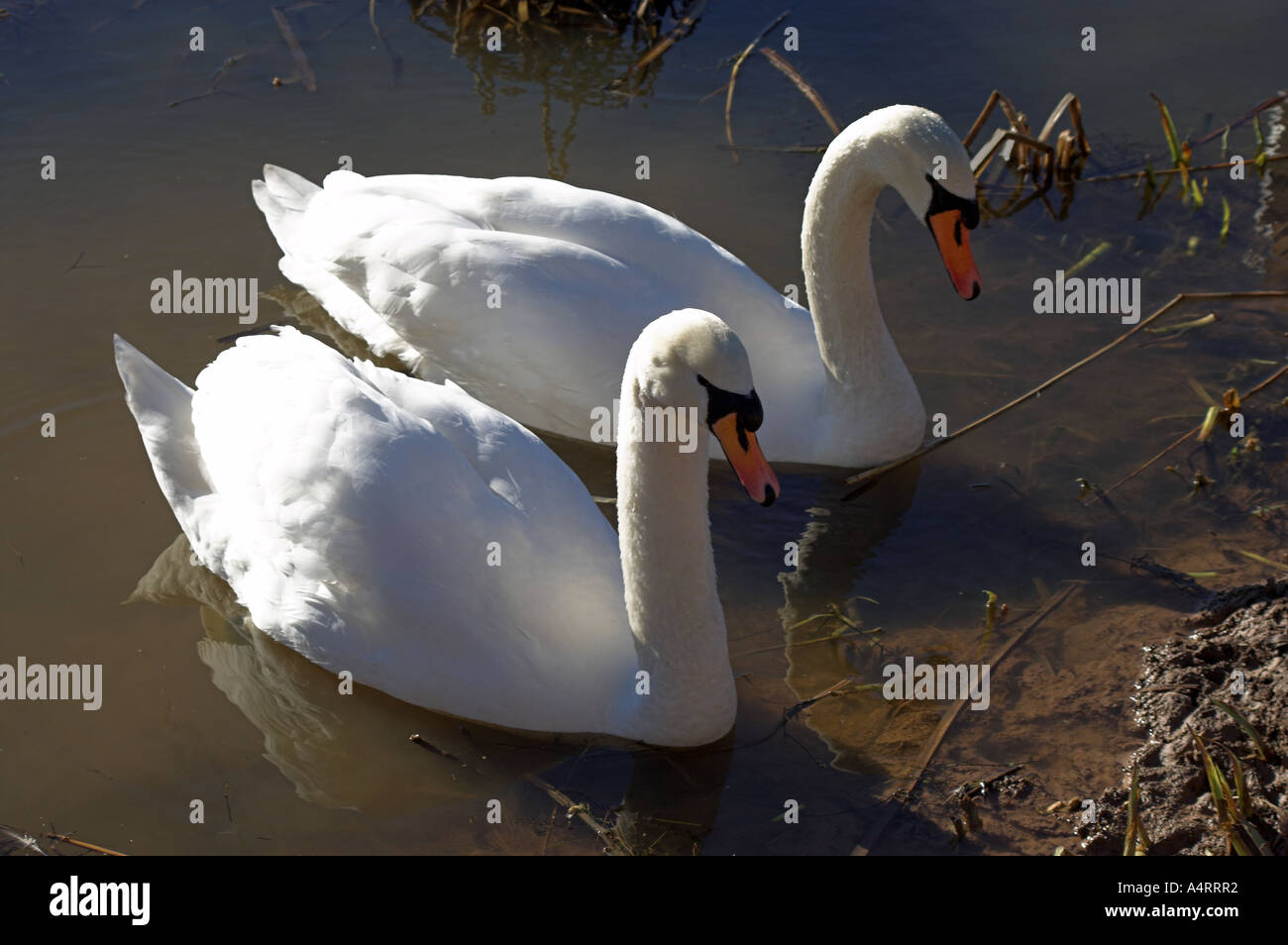 Una pareja de cisnes 'MUTE' en el estanque en Tattenhall, Chester. Foto de stock