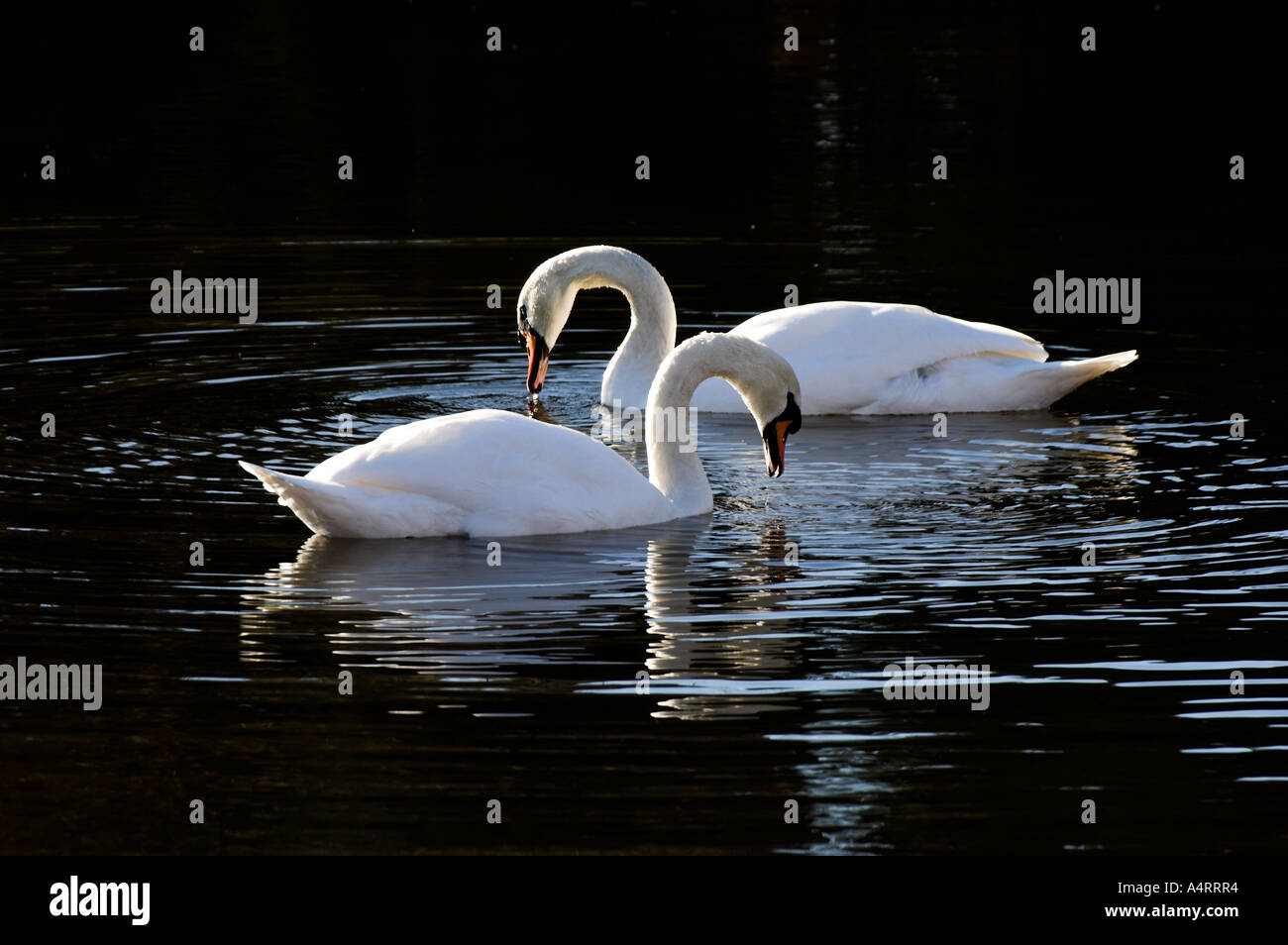 Una pareja de cisnes 'MUTE' en el estanque en Tattenhall, Chester. Foto de stock