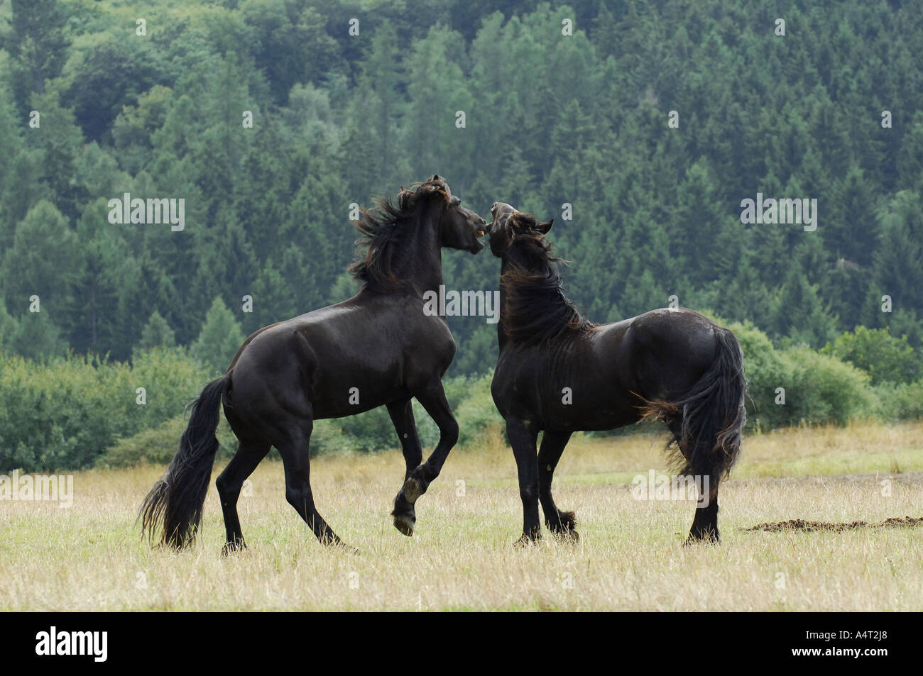 Frisón dos caballos sementales jóvenes Foto de stock