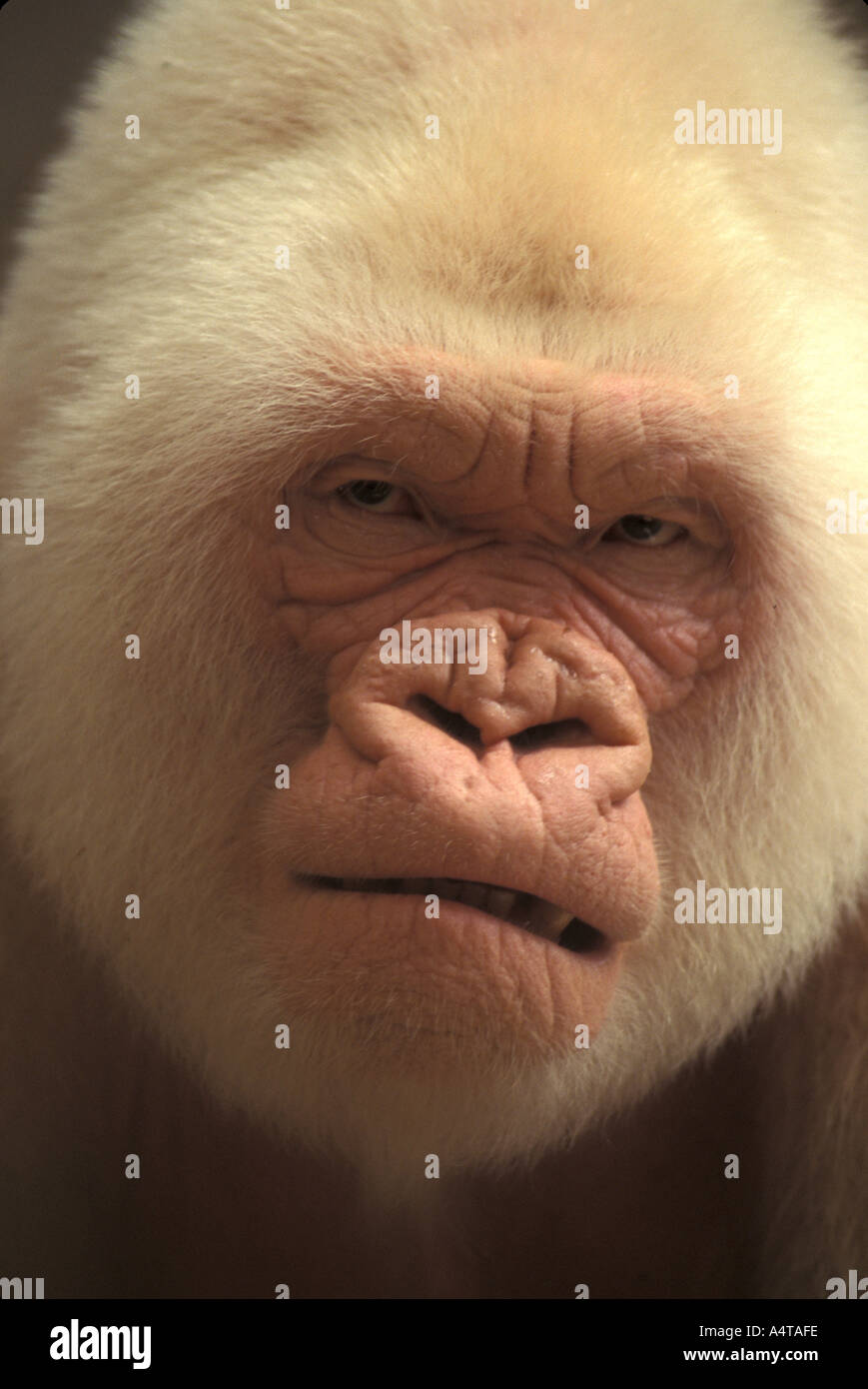 Copito de nieve, gorila albino. Zoológico de Barcelona Stock Photo - Alamy