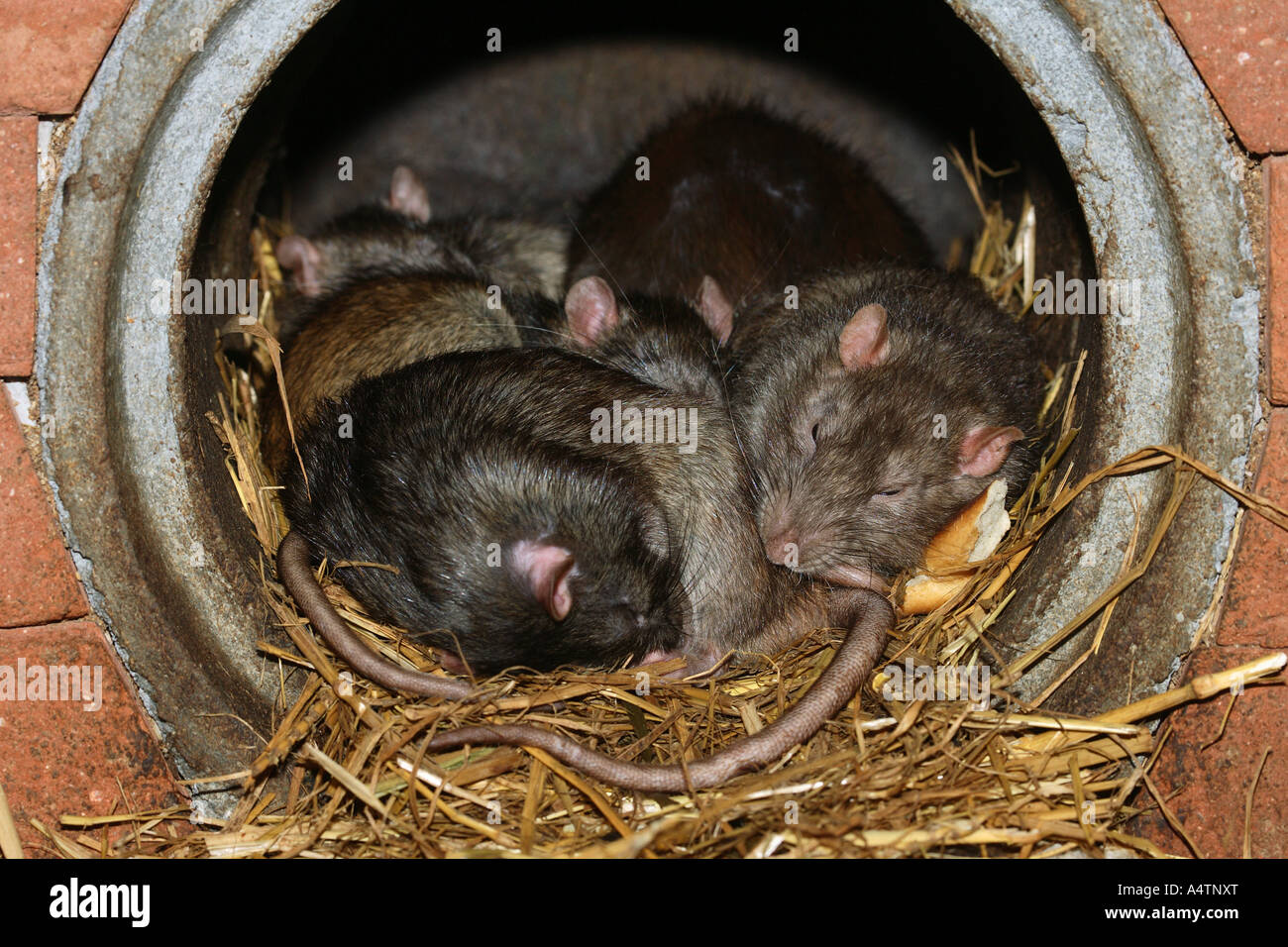 Rata marrón (Rattus norvegicus). Grupo durmiendo en tubería de alcantarillado Foto de stock