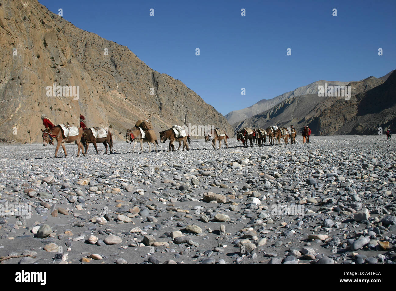 Un tren de mulas transporta suministros esenciales en el Himalaya valle de Kali Gandaki el menor Mustang en Nepal Foto de stock