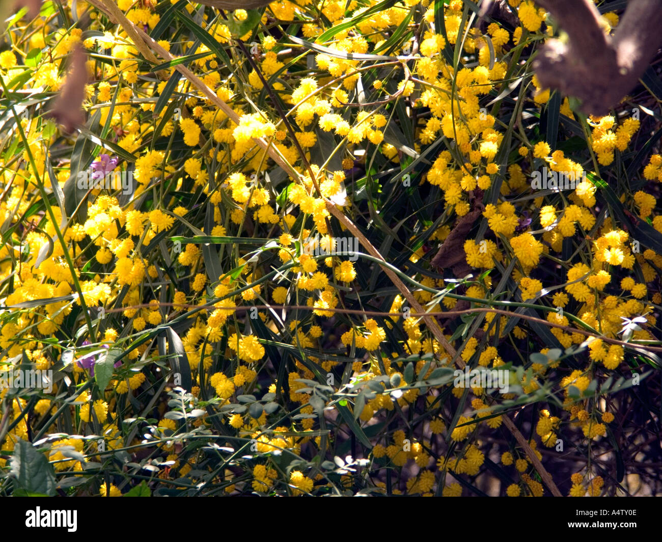 Mimosa o dorado (árbol de acacia Acacia saligna) en flor , también conocida  como corona dorada o naranja de ACACIA acacia Mimosa Fotografía de stock -  Alamy