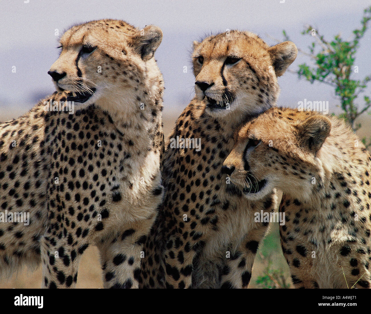 Tres hermanos guepardo macho adulto Reserva Nacional de Masai Mara en Kenya África Oriental Foto de stock