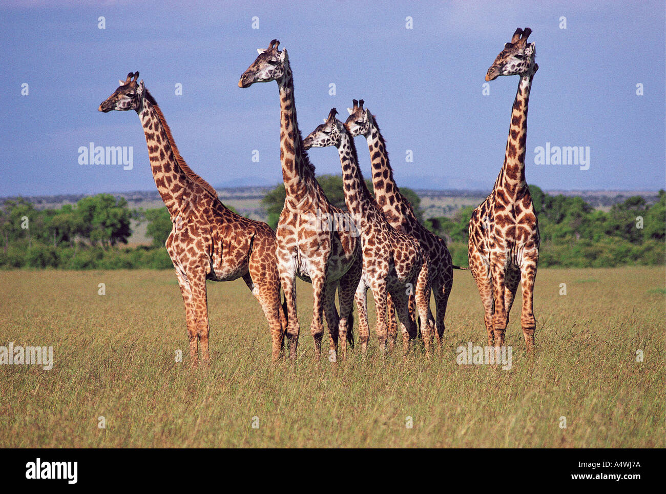 Un grupo de cinco Jirafa Masai Mara La Reserva Nacional masai de África oriental Kenia Foto de stock