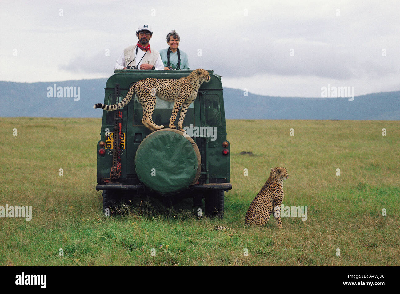 Hembra silvestre habituados cheetah pararse en la rueda de repuesto del Land Rover en la Reserva Nacional de Masai Mara en Kenya África Oriental Foto de stock
