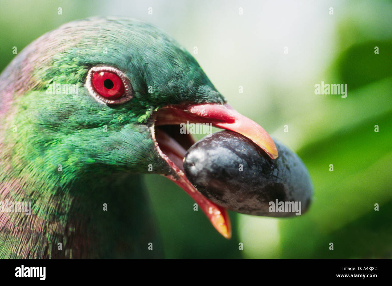 Nueva Zelanda Especies Nativas Fotos e Imágenes de stock Alamy