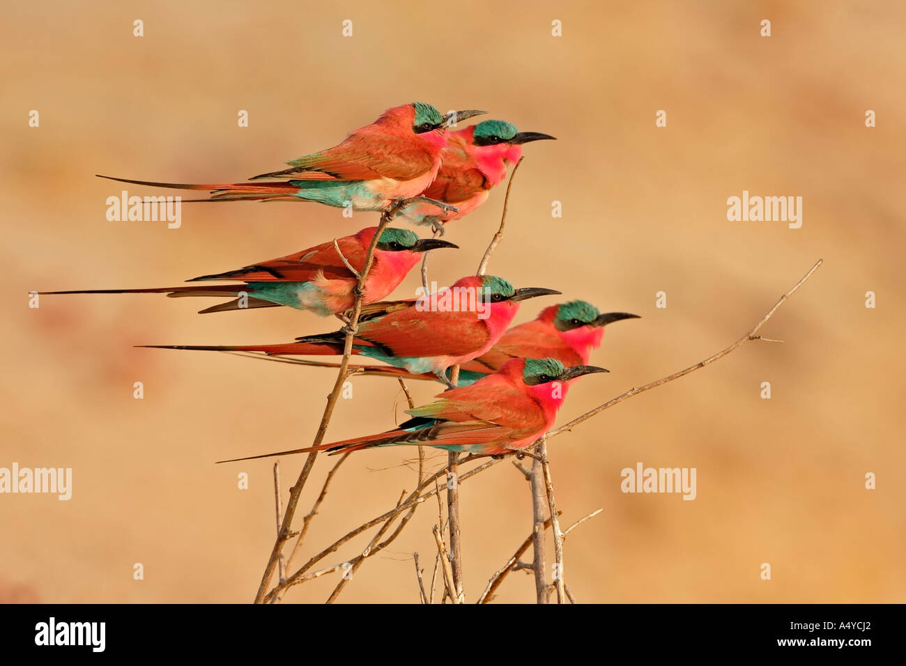 Carmin el abejaruco (Merops nubicoides), Zambezi (Sambezi), Caprivi, Namibia, África Foto de stock