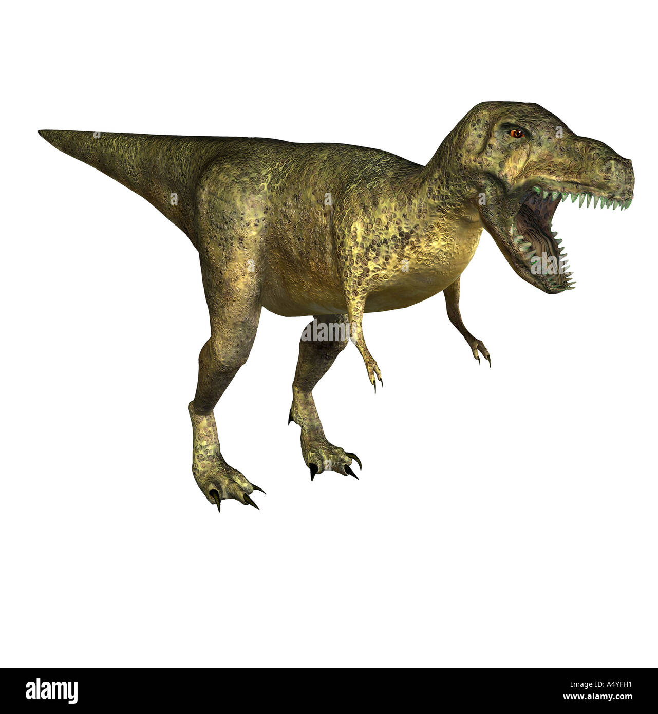 El Tyrannosaurus rex tiene su nombre de rey de los Tyrannenechsen, en el  período Cretácico vivió y una altura de hasta 6 m y una Fotografía de stock  - Alamy