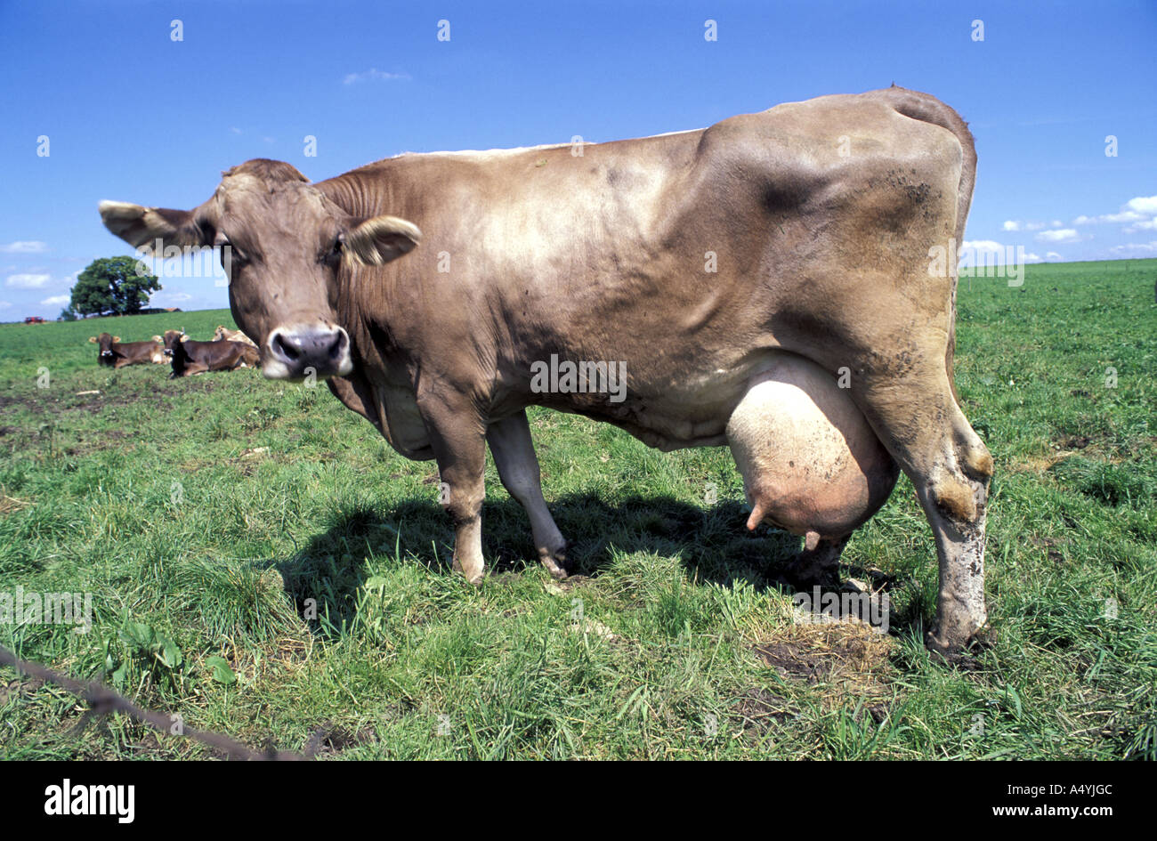 Leche de vaca con la ubre grande Foto de stock