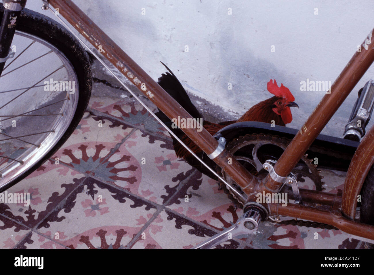 Un gallo con bicicleta en azulejos españoles dentro de un hogar cubano en  La Habana, Cuba Fotografía de stock - Alamy
