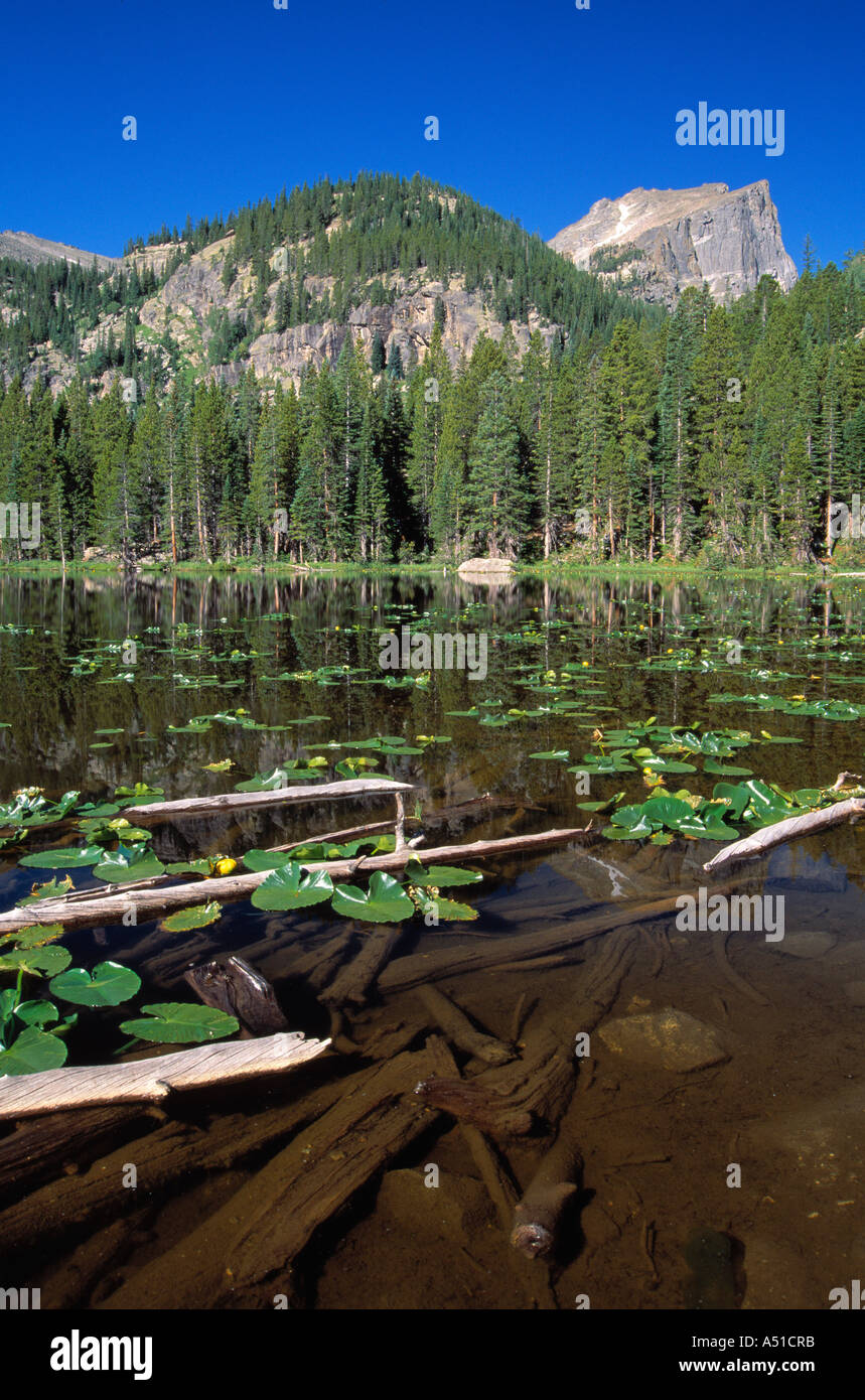 Lirio y troncos flotando en el lago Foto de stock