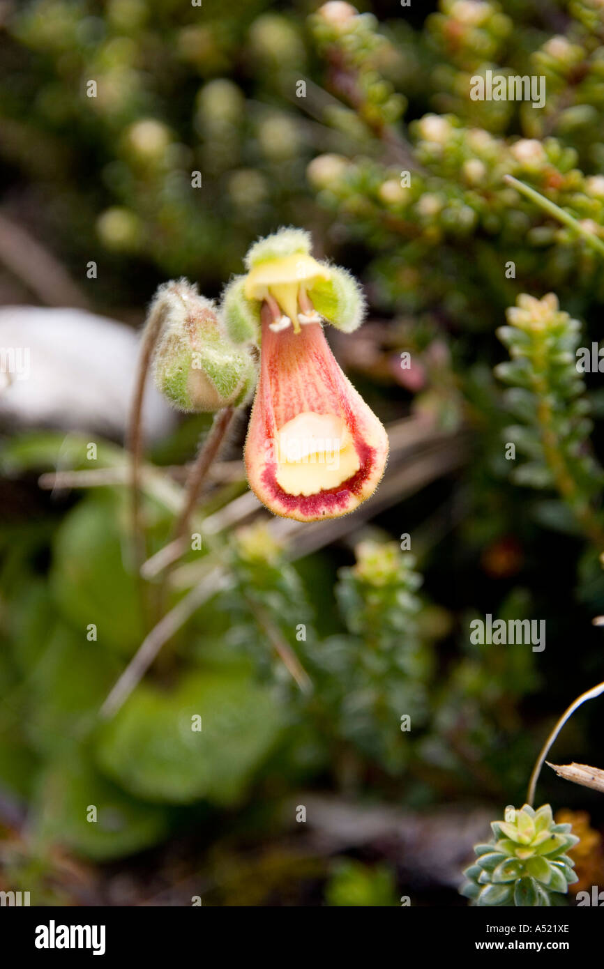 Lady s zapatilla Calceolaria fothergillii creciente en las Malvinas Foto de stock