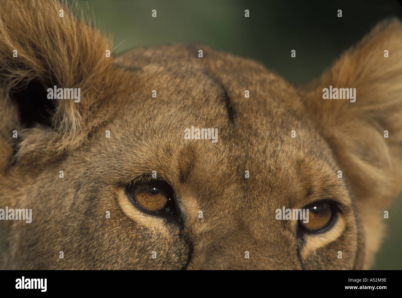 África Kenia la reserva Masai Mara close up retrato de León Panthera leo ojos y oídos en la sabana Foto de stock