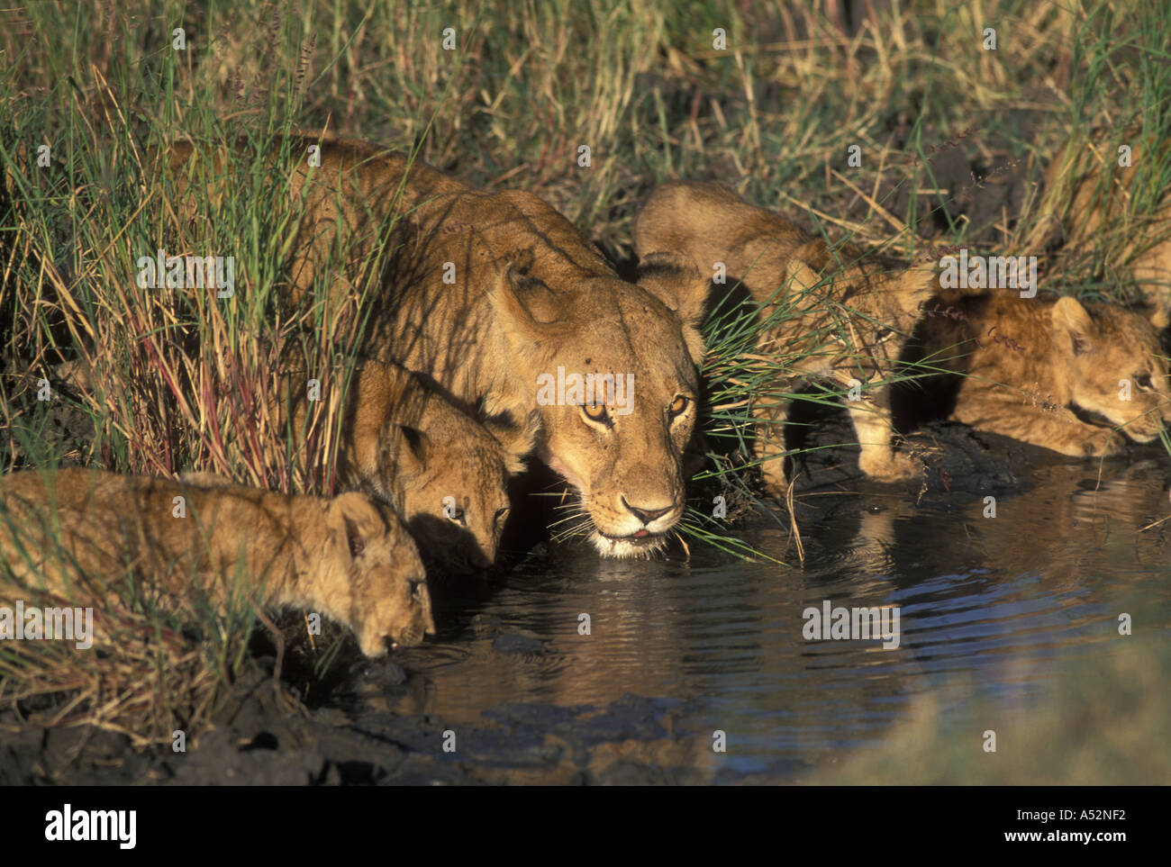 La reserva Masai Mara en Kenya el orgullo de leones, Panthera leo beber del agua del agujero en el sol por la mañana temprano Foto de stock