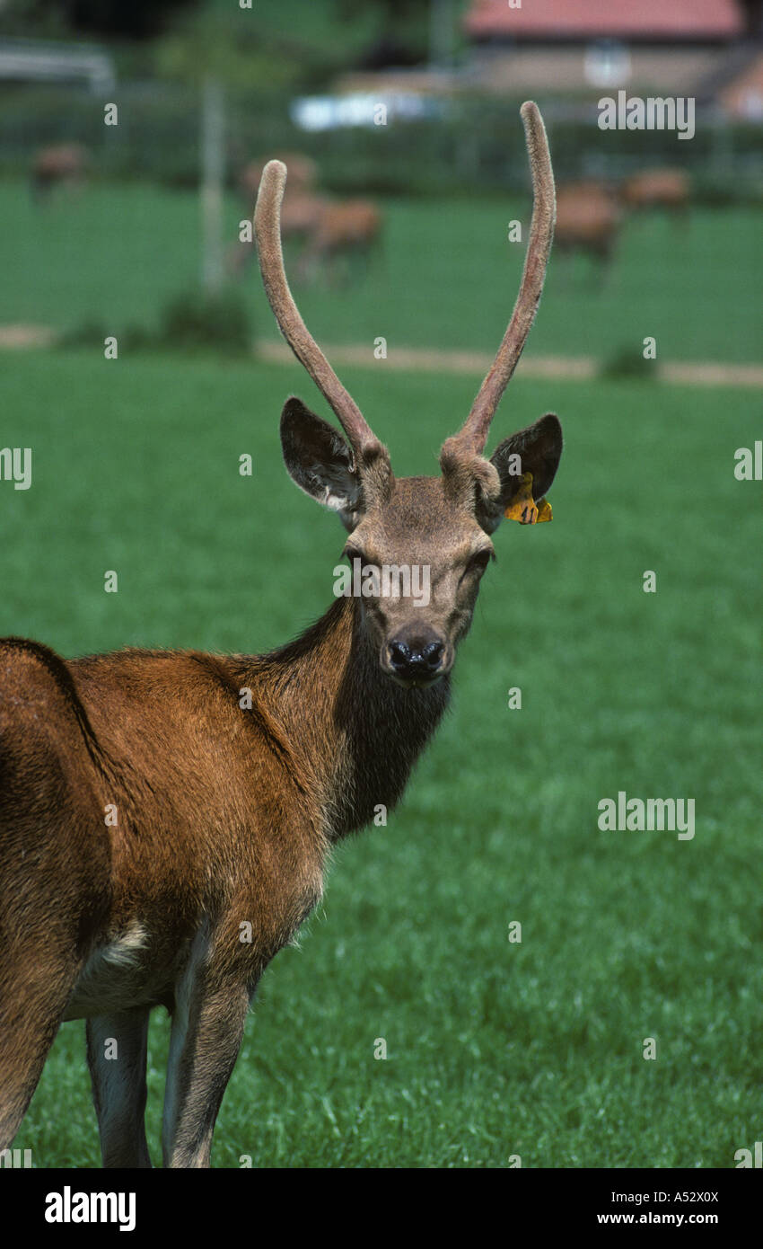 Un joven ciervo rojo Cervus elaphus ciervo con unpointed fieltro cubrió la cornamenta mirando la cámara Foto de stock
