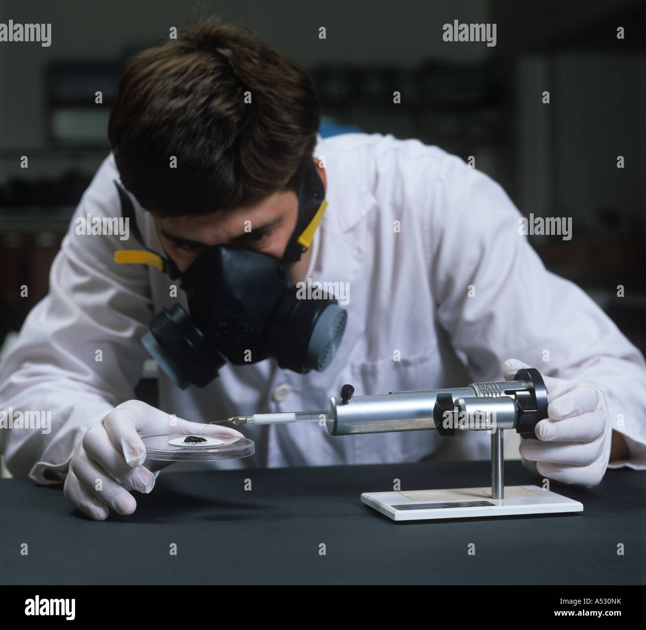 Scientist aplicando un producto químico a través de un micro aplicador para probar en un único insecto Foto de stock