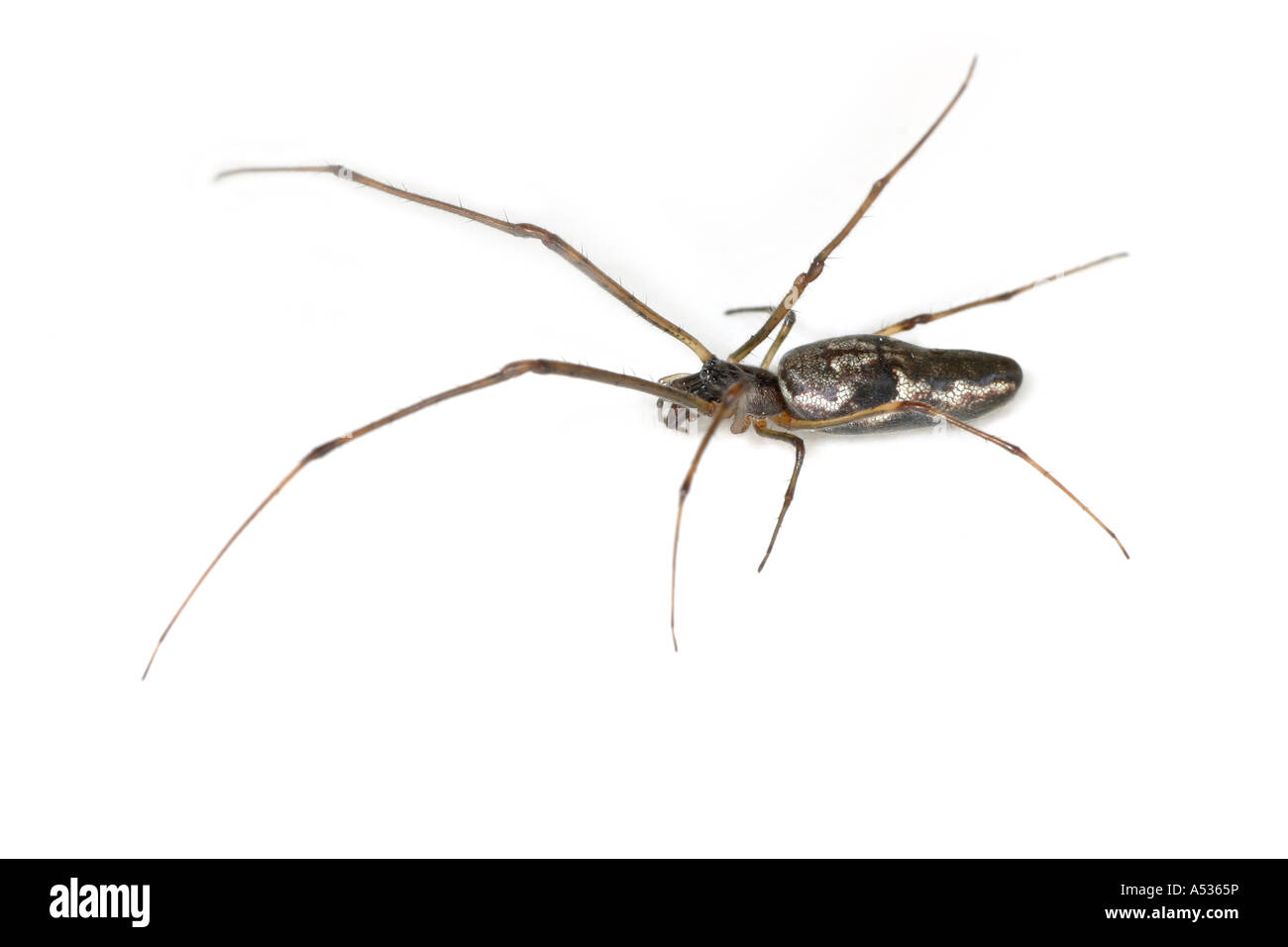 Araña Tetragnathidae Tetragnatha nigrita, familia, llamada plana larga  Orbweavers o estirar las arañas Fotografía de stock - Alamy