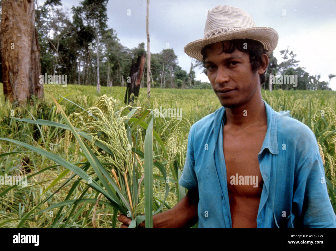 Painet ja1749 3515 agricultura colono agricultor amazonia roulim moura rondonia país nación en desarrollo económicamente menos Foto de stock