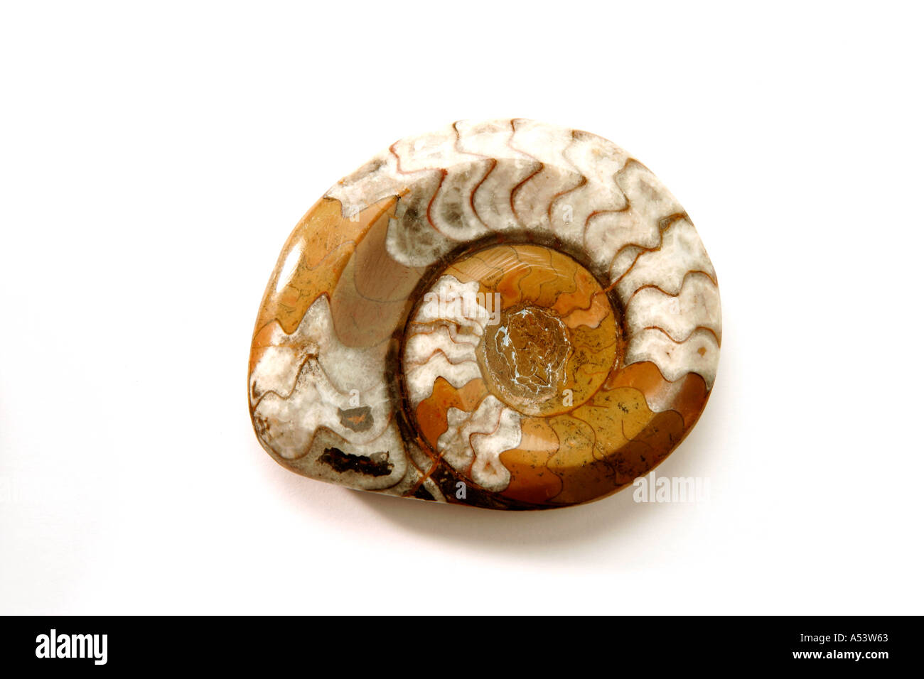 Ammonites del Jurásico Foto de stock