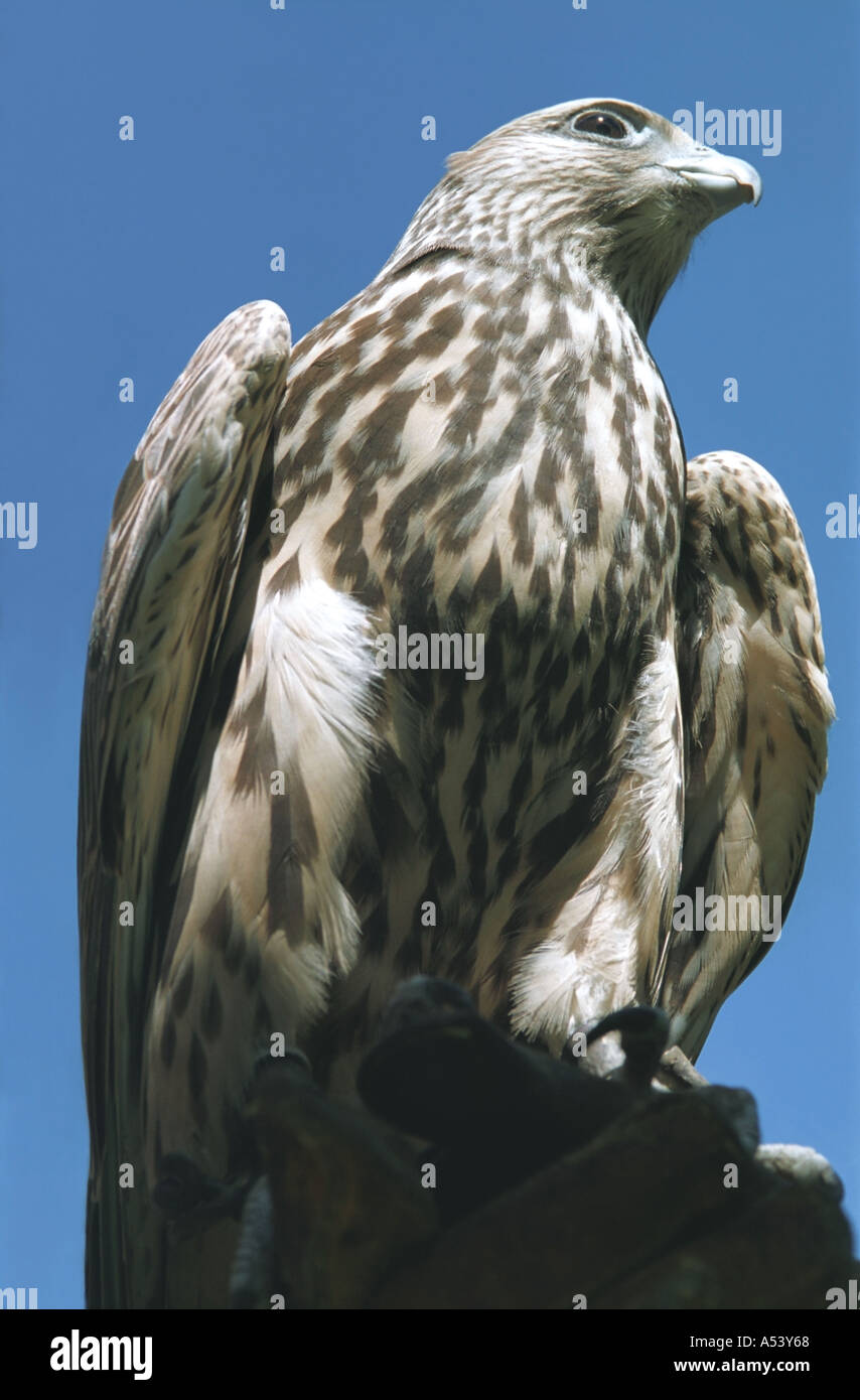 Halcón Sacre Falco cherrug Altai en Siberia Rusia Foto de stock