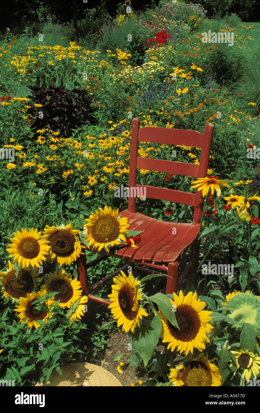 Pintado de rojo en silla de jardín de flores con girasoles Estados Unidos  de América  Fotografía de stock - Alamy