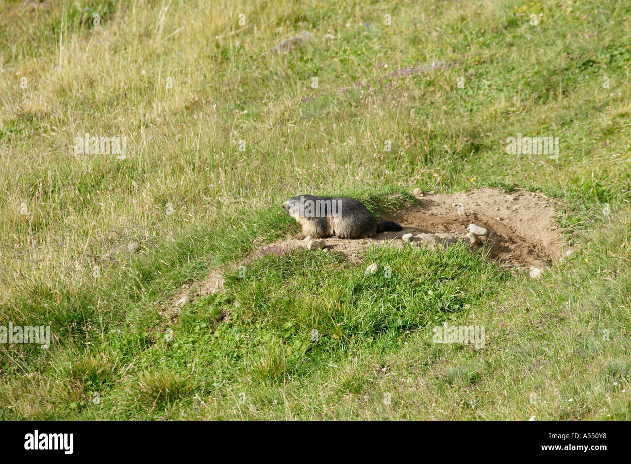 Marmot en el prado en la mañana sobre mounain Großglockner Kärnten Austria Foto de stock