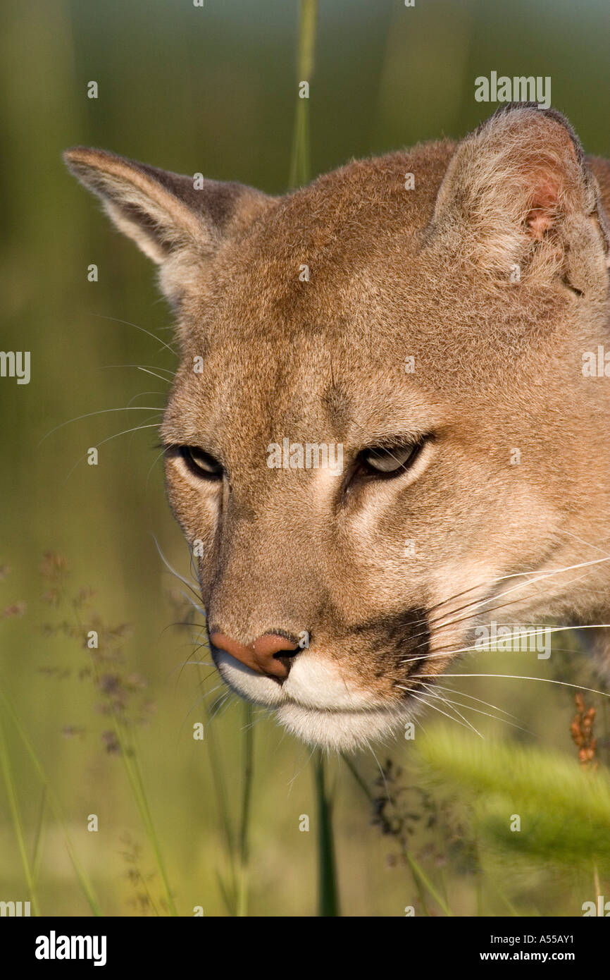 Puma acechando presa fotografías e imágenes de alta resolución - Alamy