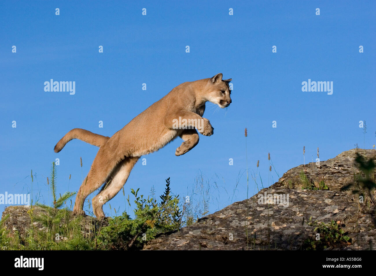 Saltar el puma concolor Fotografía de stock - Alamy