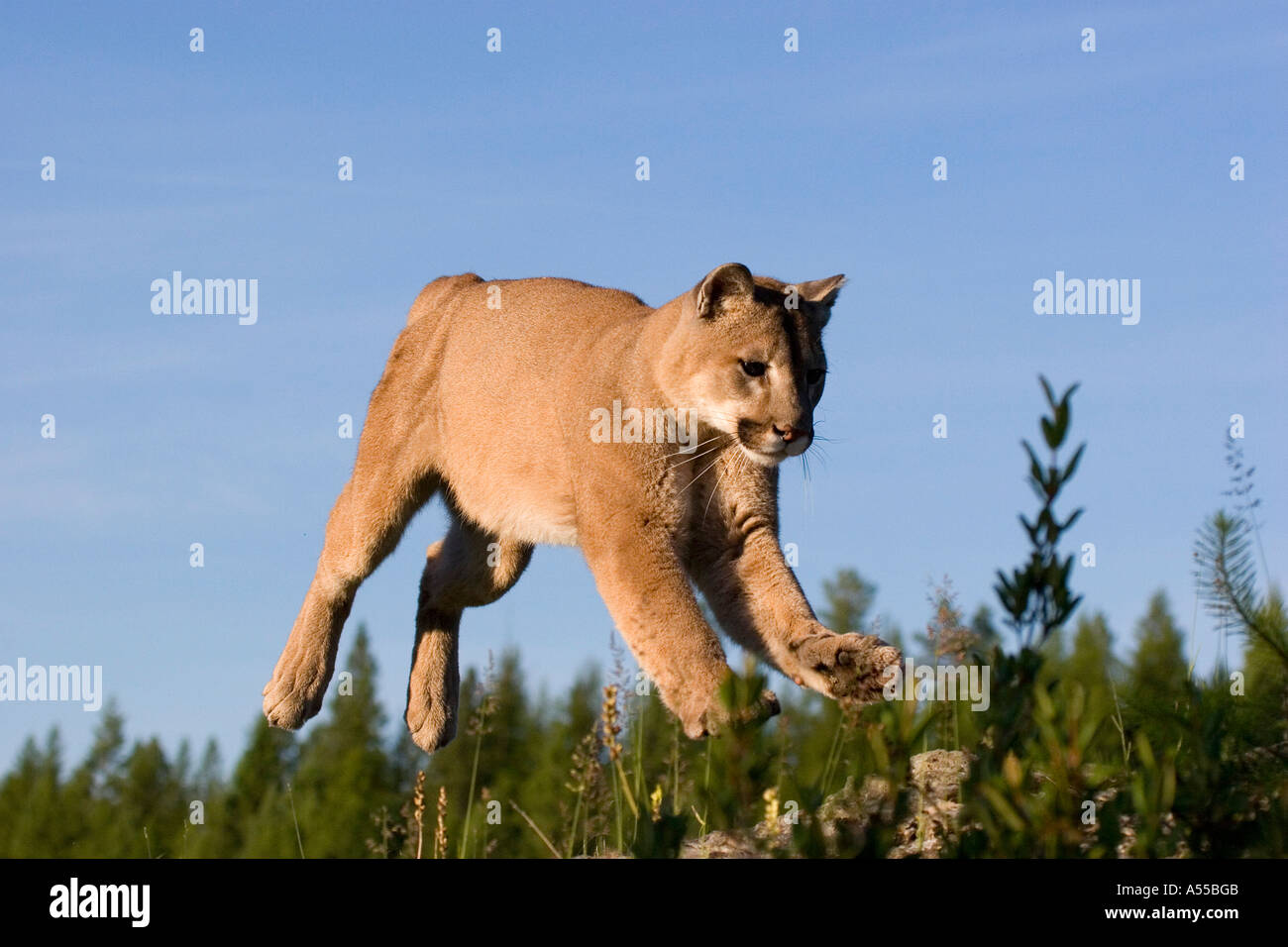 Jumping puma felis concolor fotografías e imágenes de alta resolución -  Alamy