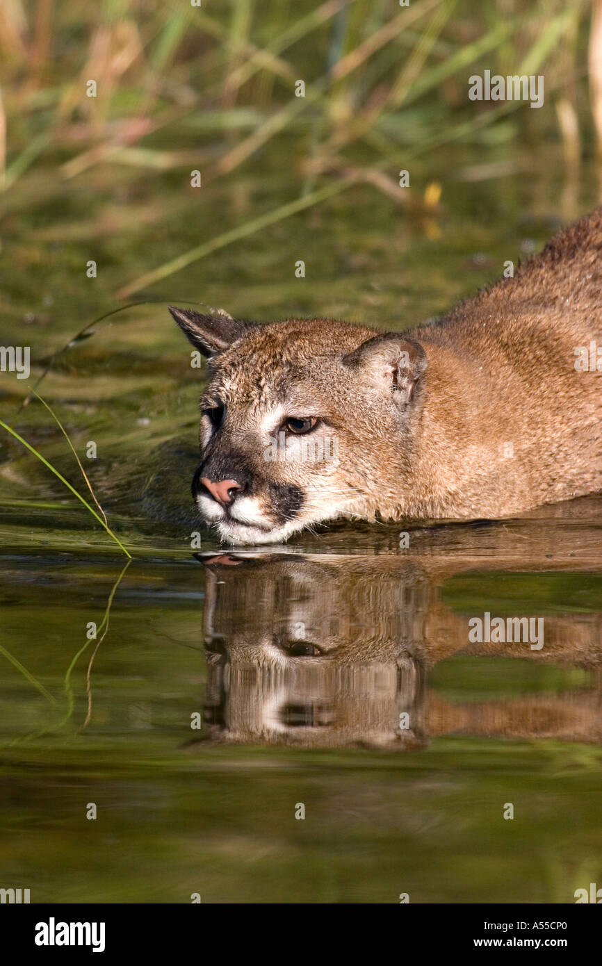 Puma (Felis concolor) en el agua Fotografía de stock -