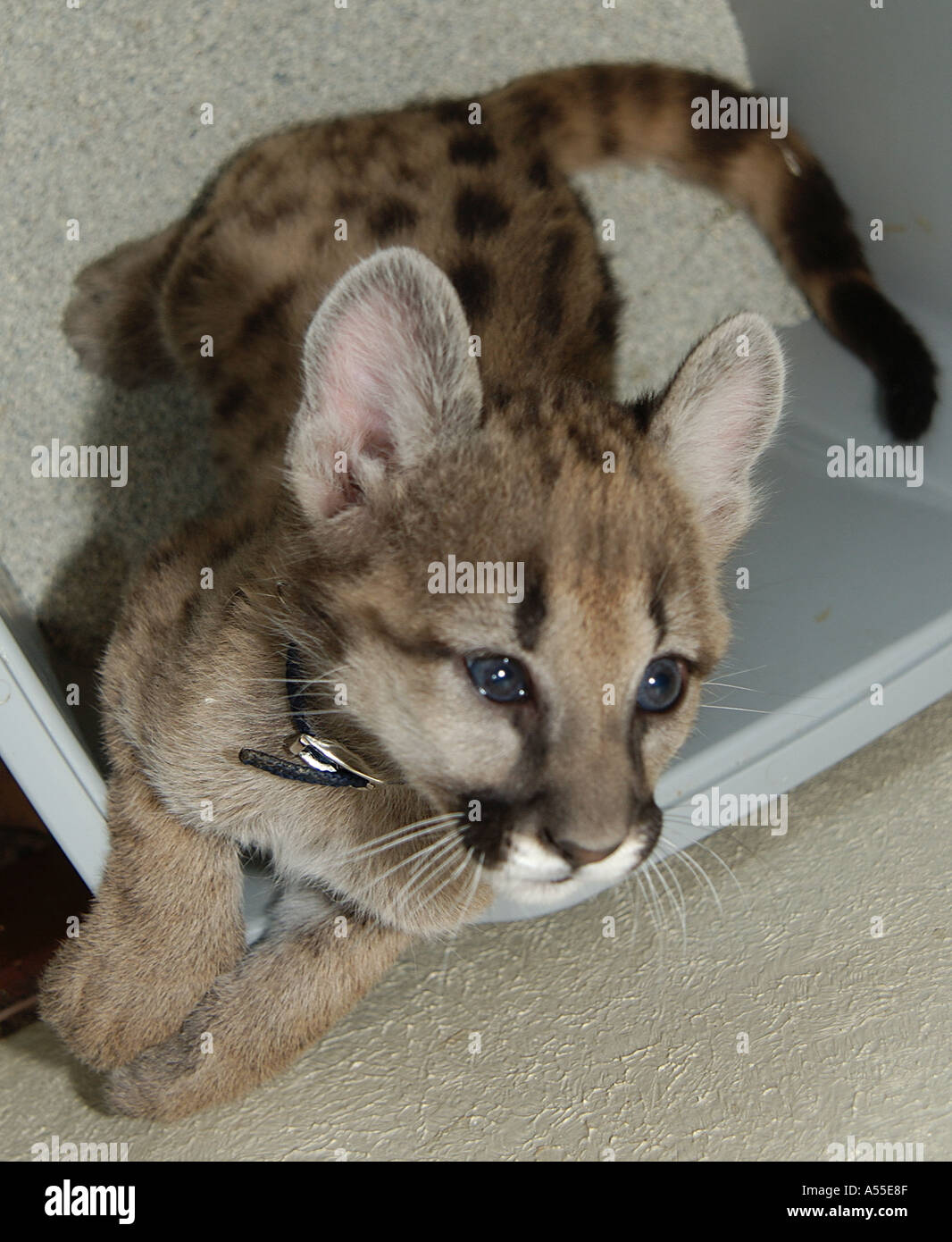 Pumas bebé nacido con manchas y en alrededor de 6 semanas la pierden sus manchas de stock - Alamy