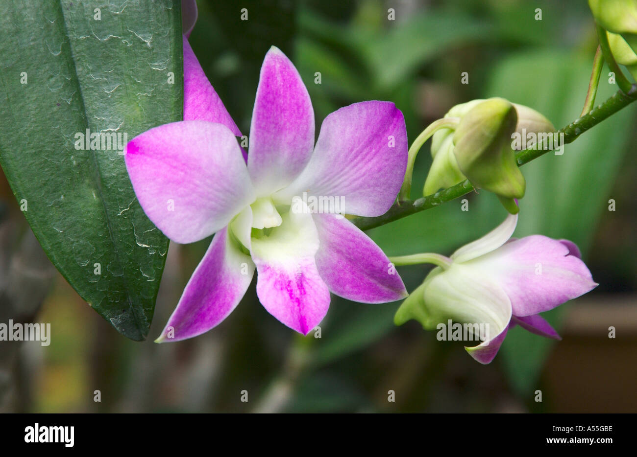 De la orquídea Cattleya familia en los jardines de orquídeas de Singapur  Fotografía de stock - Alamy