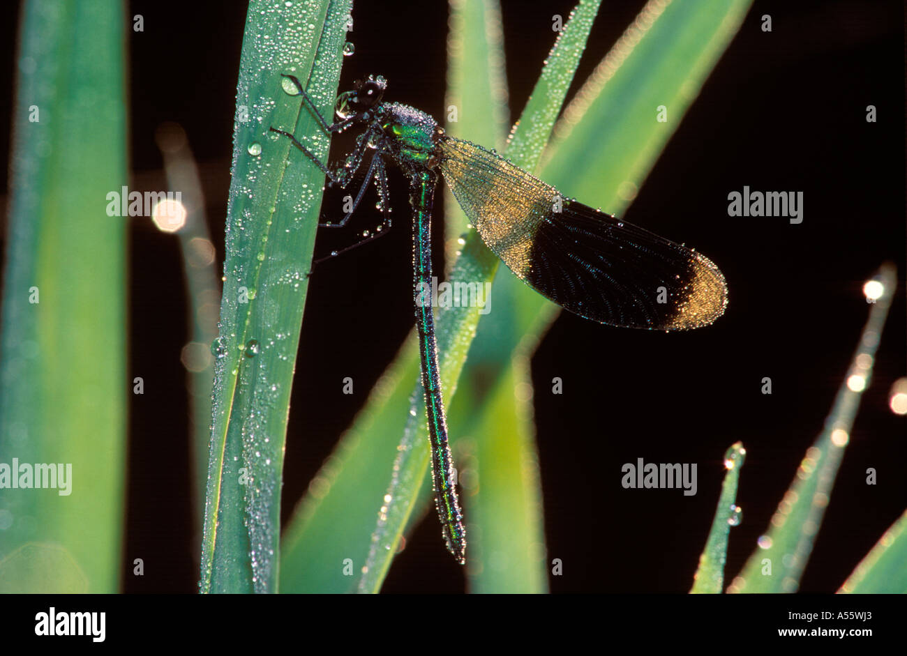 Bandas bandas blackwing agrion anillados macho demoiselle Calopteryx splendens Foto de stock