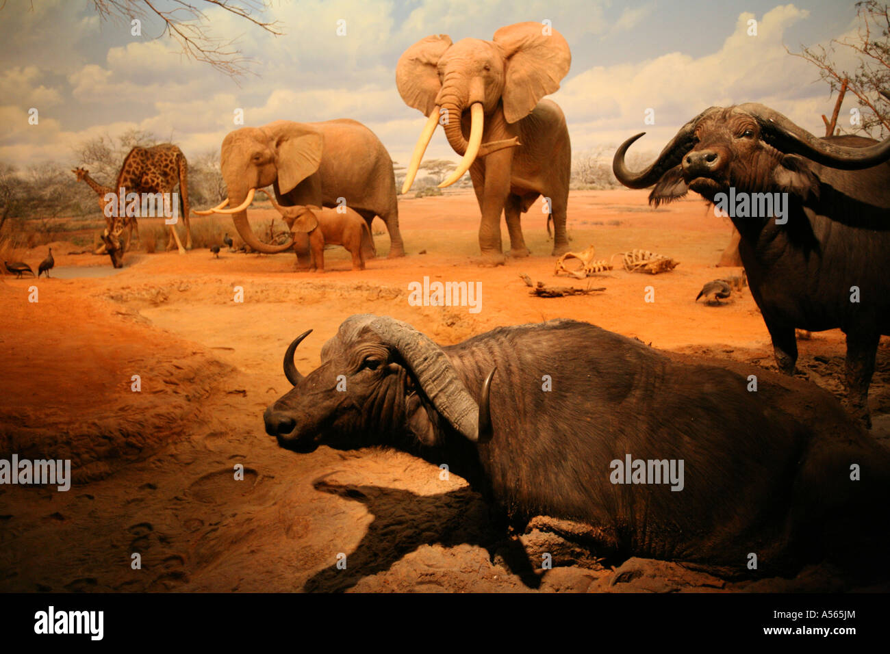 Hall de mamíferos africanos Exposition Park el Museo de Historia Natural del Condado de Los Angeles Los Angeles California Estados Unidos Foto de stock