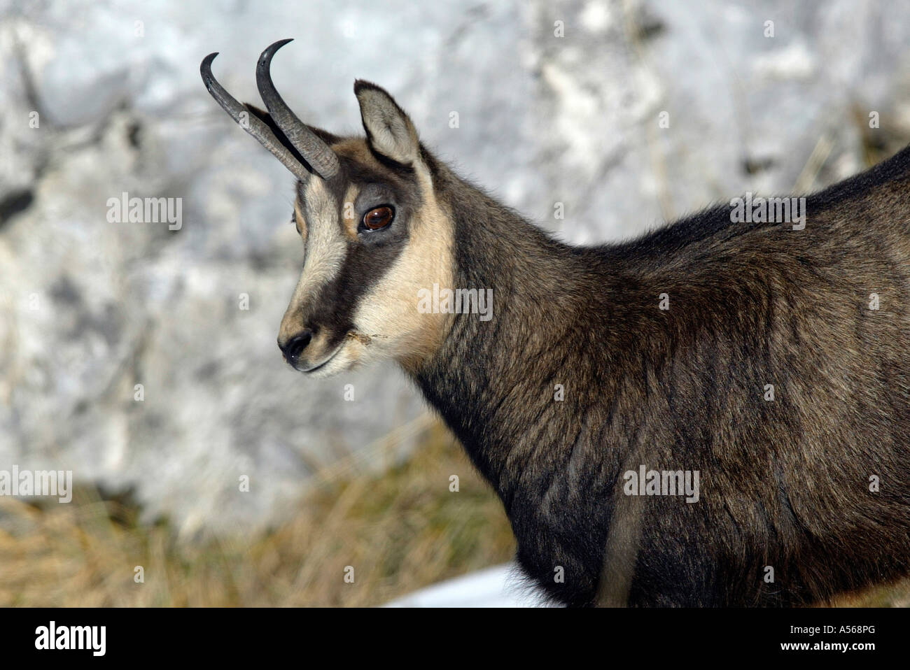 Gemse Rupicapra rupicapra gamuza Foto de stock