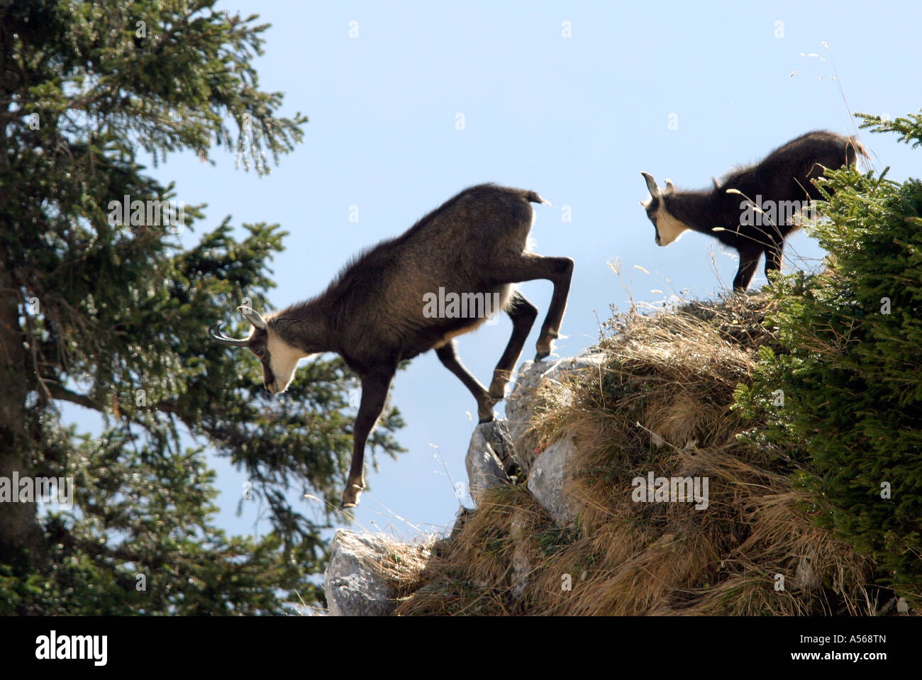 Gemse Rupicapra rupicapra gamuza Foto de stock