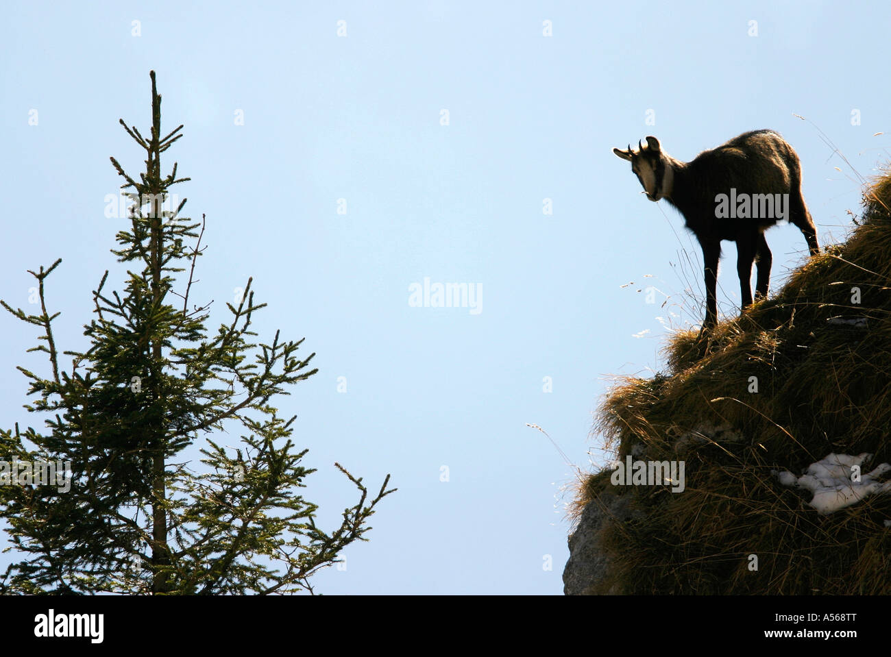 Gemse Rupicapra rupicapra gamuza Foto de stock