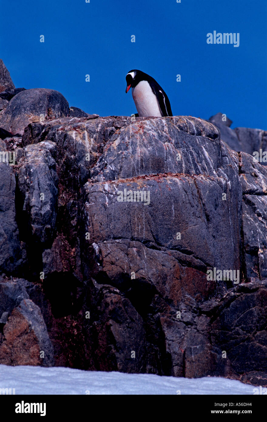 Pingüinos, Pingüinos, pingüinos, pingüinos Pygoscelis papua, Puerto Lockroy, Isla Wiencke, en la Península Antártica, en la Antártida Foto de stock