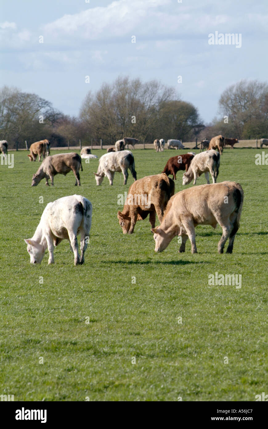 La carne de vaca de cuero de vaca bull farm cría animales de pastoreo beefburger burger pastan