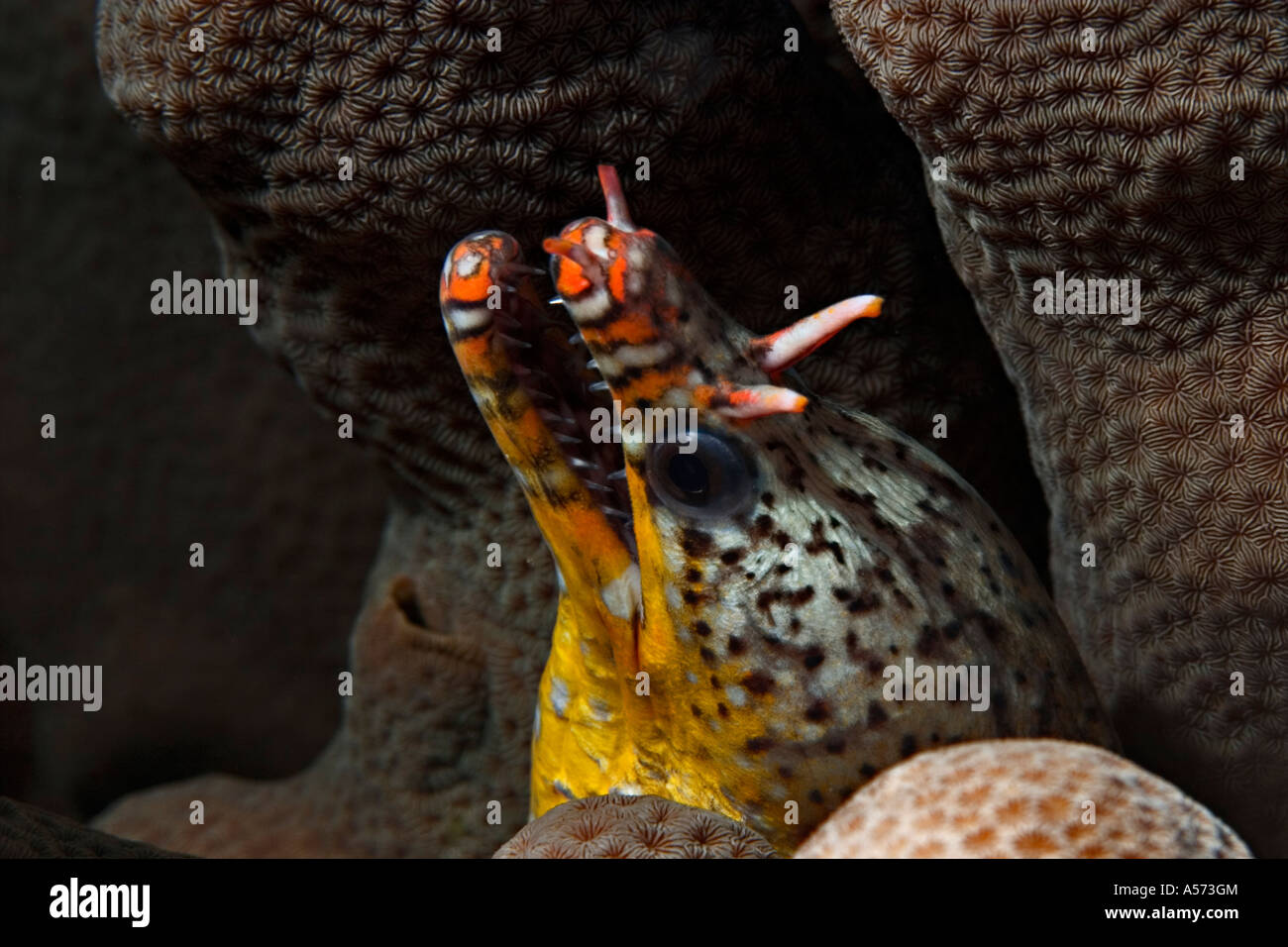 Scuticaria Tigermuraene Tigrina Tiger Reef Eel uropterygiinae actinopterygii ray peces de aletas anguila anguilas Tigre Tigre tigermoray m Foto de stock